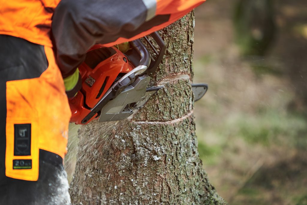 Baumpflege in Etgersleben